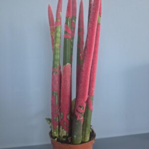 Σανσιβέρια κυλινδρική (Sansevieria)