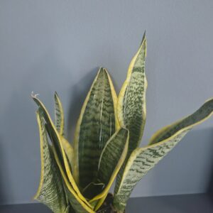 Alternative view of Σανσεβιέρια – Sansevieria trifasciata