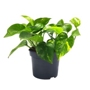 Πόθος – (Epipremnum aureum Golden Pothos)