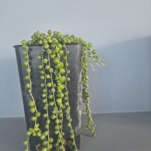 Σενέκιο – Senecio rowleyanus