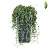 Σενέκιο – (Senecio rowleyanus)