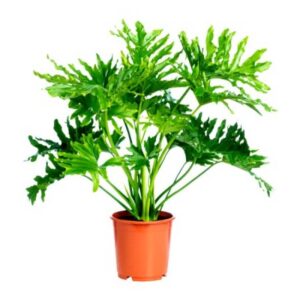 Φυλλόδεντρο  Σέλουμ  (Philodendron Sellum)