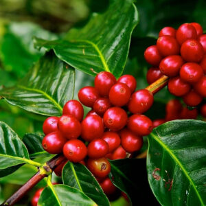Coffee arabica