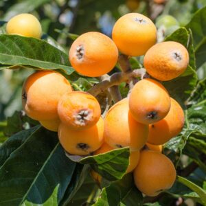 Eriobotrya japonica
