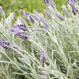 Lavandula