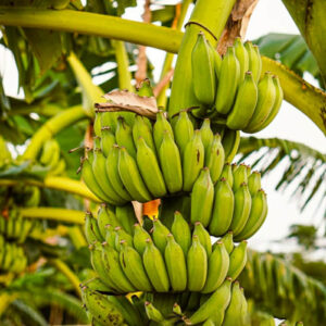 Banana tree