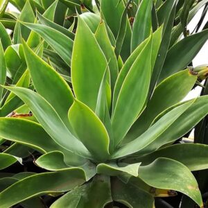 Agave attenuata
