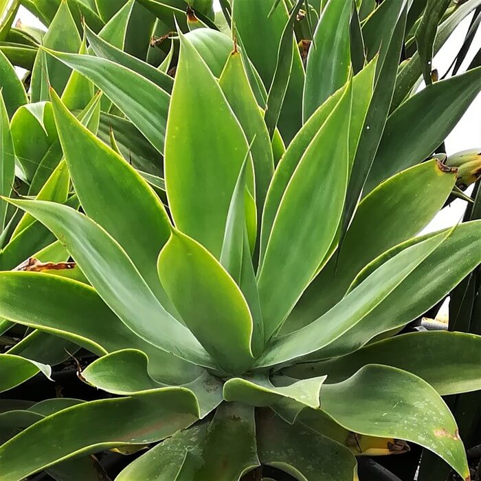 Agave attenuata
