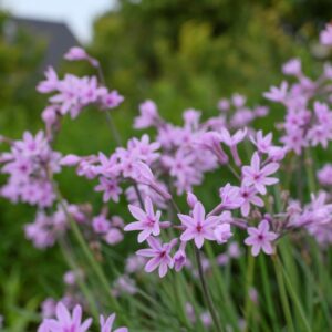 Tulbaghia